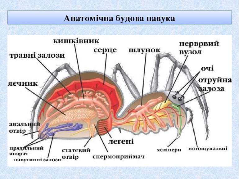 Анатомічна будова павука