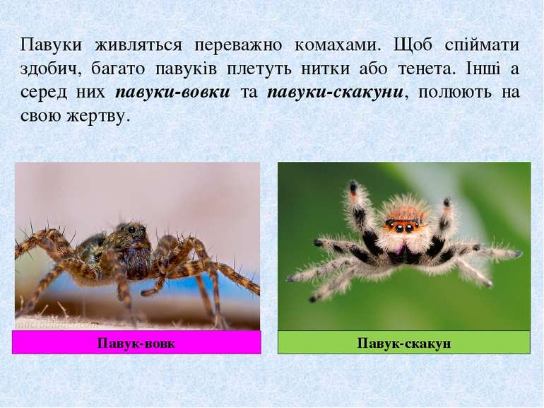 Павуки живляться переважно комахами. Щоб спіймати здобич, багато павуків плет...