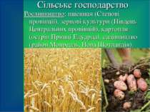 Сільське господарство Рослинництво: пшениця (Степові провінції), зернові куль...