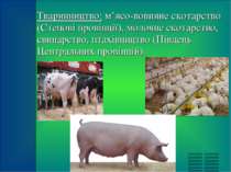 Тваринництво: м’ясо-вовняне скотарство (Степові провінції), молочне скотарств...