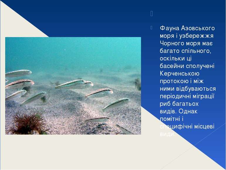   Фауна Азовського моря і узбережжя Чорного моря має багато спільного, оскіль...