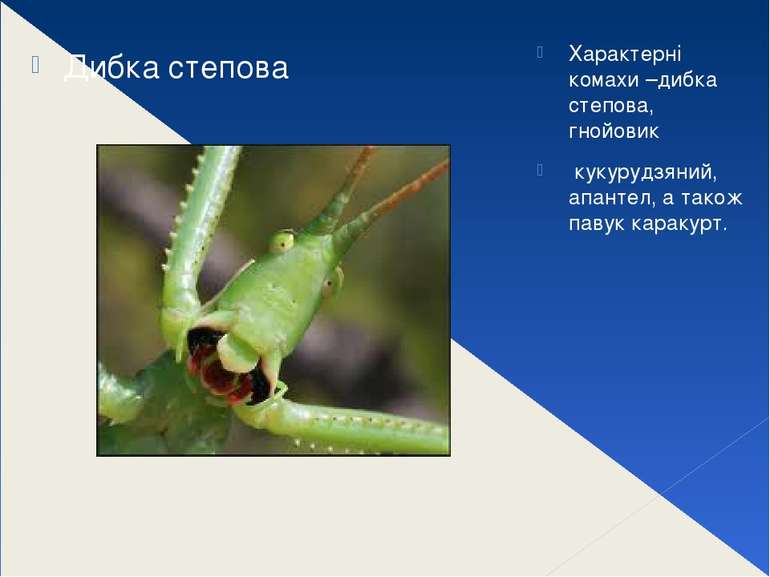 Характерні комахи –дибка степова, гнойовик  кукурудзяний, апантел, а також па...