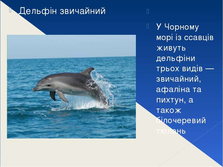   У Чорному морі із ссавців живуть дельфіни трьох видів — звичайний, афаліна ...