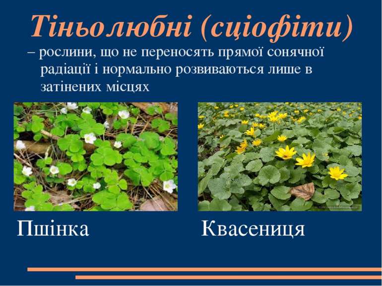 Тіньолюбні (сціофіти) – рослини, що не переносять прямої сонячної радіації і ...