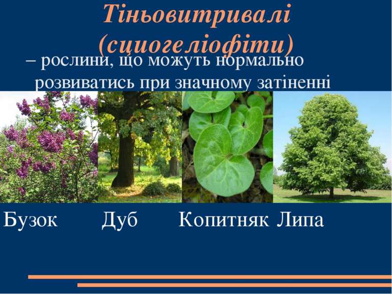 Тіньовитривалі (сциогеліофіти)  – рослини, що можуть нормально розвиватись пр...
