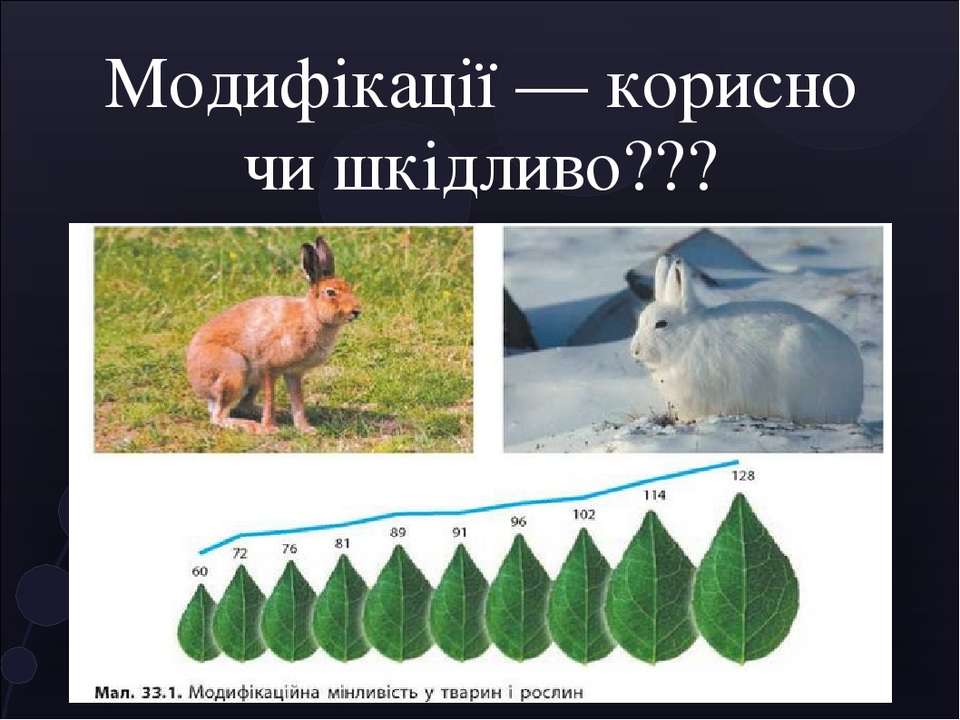 Пример явления иллюстрирующего изменчивость. Фенотипическая модификационная изменчивость. Гималайский кролик модификационная изменчивость. Горностаевый кролик модификационная изменчивость. Модификационная изменчивость у животных.