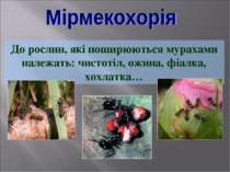 До рослин, які поширюються мурахами належать: чистотіл, ожина, фіалка, хохлатка…