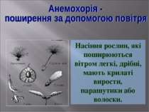 Насіння рослин, які поширюються вітром легкі, дрібні, мають крилаті вирости, ...