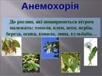 До рослин, які поширюються вітром належать: тополя, клен, ясен, верба, береза...