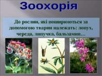 До рослин, які поширюються за допомогою тварин належать: лопух, череда, липуч...