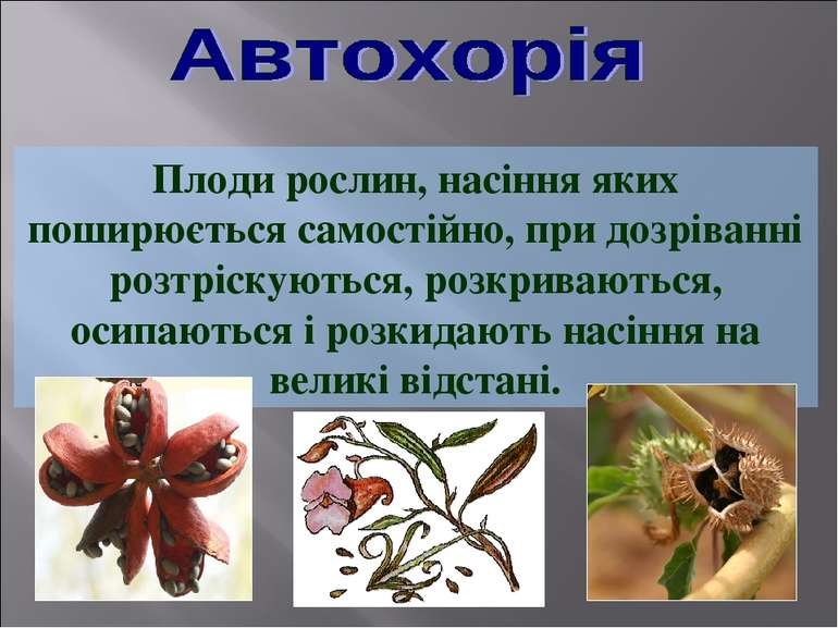 Плоди рослин, насіння яких поширюється самостійно, при дозріванні розтріскуют...