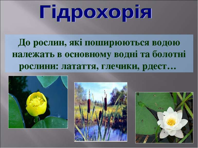 До рослин, які поширюються водою належать в основному водні та болотні рослин...