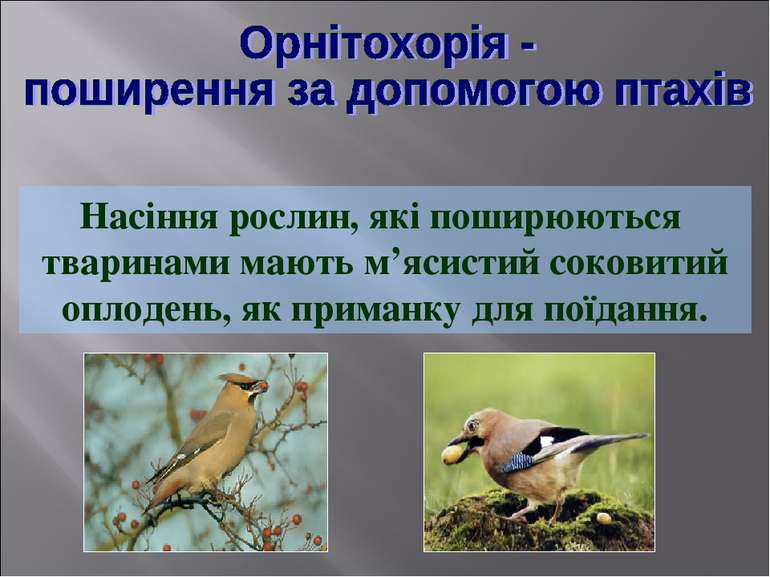 Насіння рослин, які поширюються тваринами мають м’ясистий соковитий оплодень,...