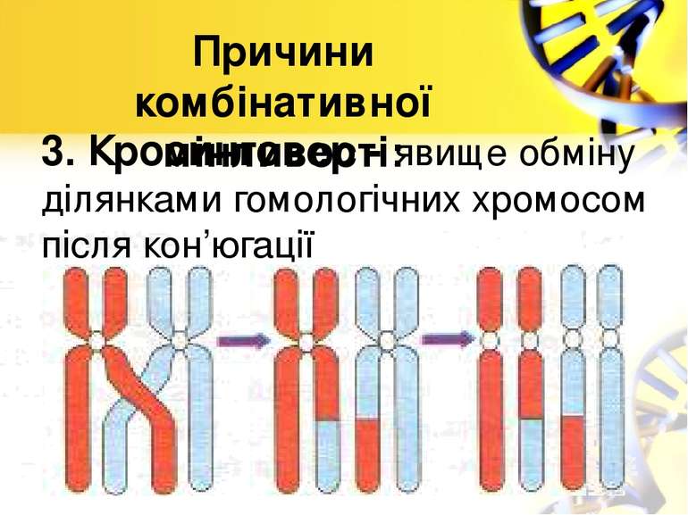 3. Кросинговер - явище обміну ділянками гомологічних хромосом після кон’югаці...