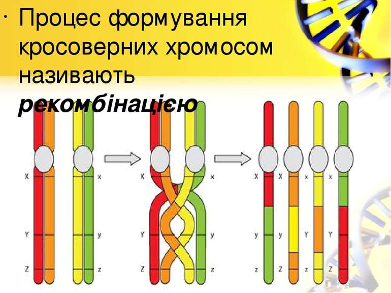 Процес формування кросоверних хромосом називають рекомбінацією