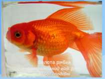 Золота рибка декоративний вид ряду Коропоподібні 3 Вперше виведені в Китаї Мо...