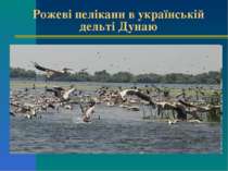 Рожеві пелікани в українській дельті Дунаю