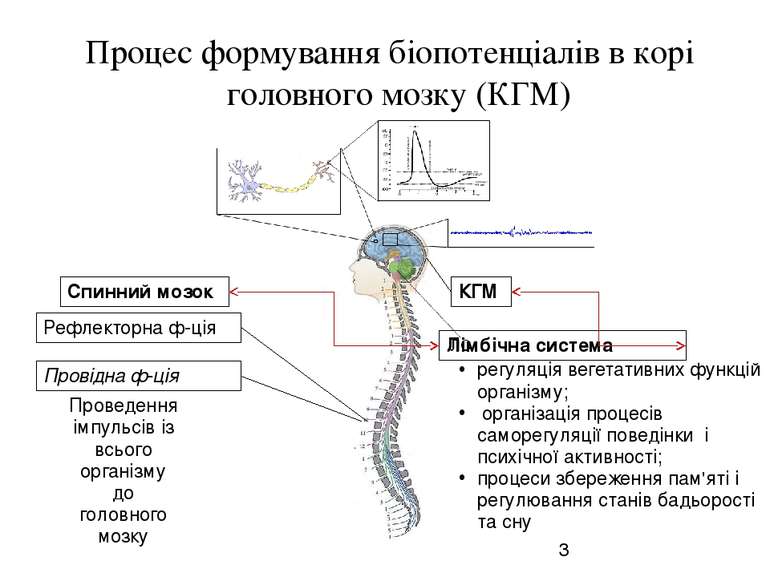 Процес формування біопотенціалів в корі головного мозку (КГМ) Рефлекторна ф-ц...