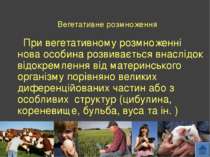 Вегетативне розмноження При вегетативному розмноженні нова особина розвиваєть...