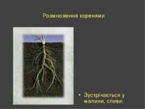 Розмноження коренями Зустрічається у малини, сливи.