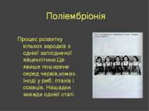 Поліембріонія Процес розвитку кількох зародків з однієї заплідненої яйцекліти...