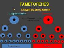 ГАМЕТОГЕНЕЗ Стадія розмноження Сперматогенез Овогенез Сперматоцити Овоцити Пе...