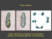 Поділ навпіл Поділ, при якому утворюються дві однакові дочірні клітини,удвічі...