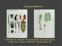 Спороутворення Розмноження спорами( спеціалізованими клітинами) відомо у гриб...