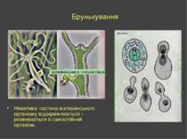 Брунькування Невелика частина материнського організму відокремлюється і розви...