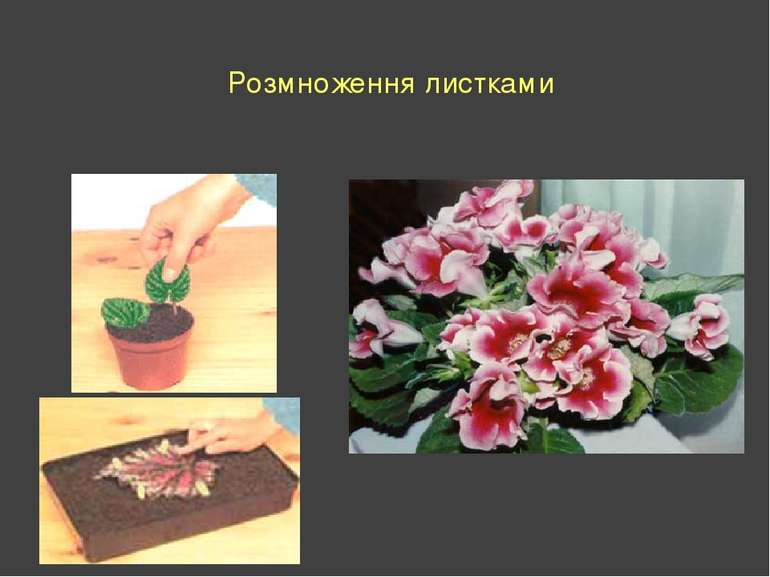 Розмноження листками