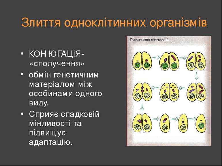 Злиття одноклітинних організмів КОН′ЮГАЦіЯ- «сполучення» обмін генетичним мат...