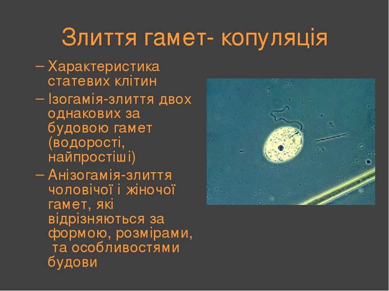 Злиття гамет- копуляція Характеристика статевих клітин Ізогамія-злиття двох о...