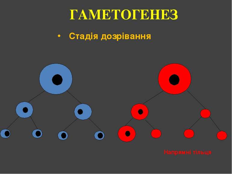 ГАМЕТОГЕНЕЗ Стадія дозрівання Напрямні тільця