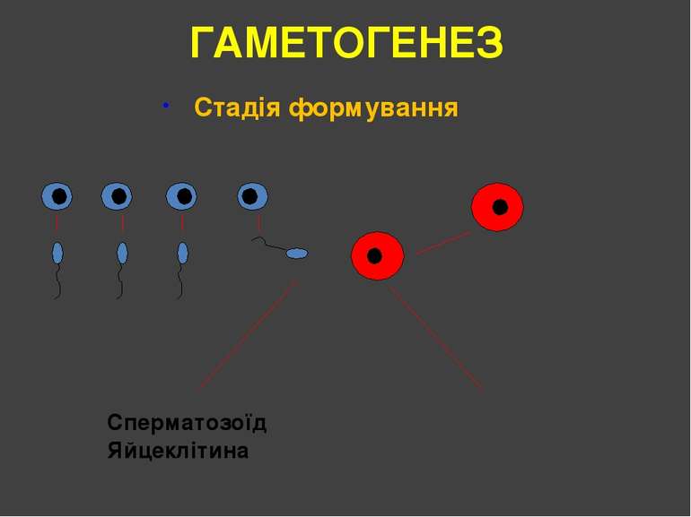 ГАМЕТОГЕНЕЗ Стадія формування Сперматозоїд Яйцеклітина