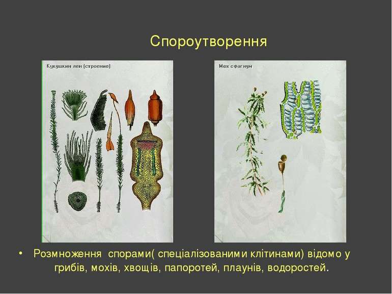 Спороутворення Розмноження спорами( спеціалізованими клітинами) відомо у гриб...