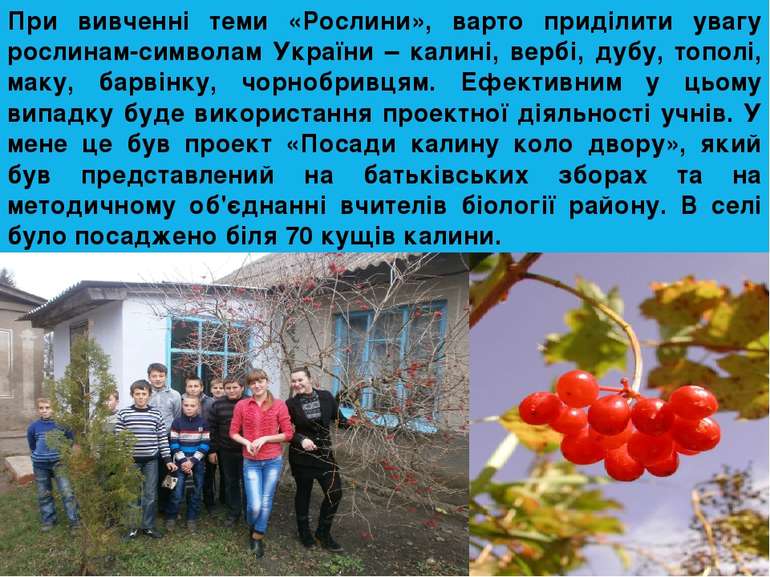 При вивченні теми «Рослини», варто приділити увагу рослинам-символам України ...