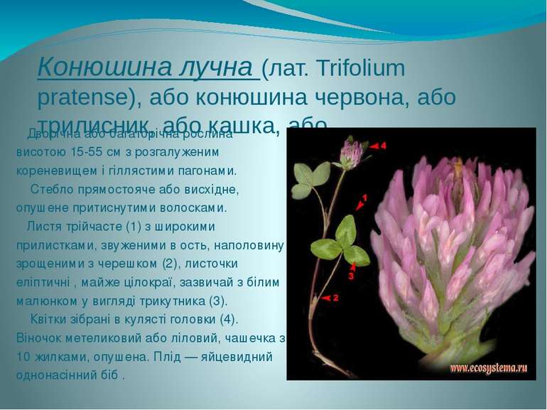 Конюшина лучна (лат. Trifolium pratense), або конюшина червона, або трилисник...