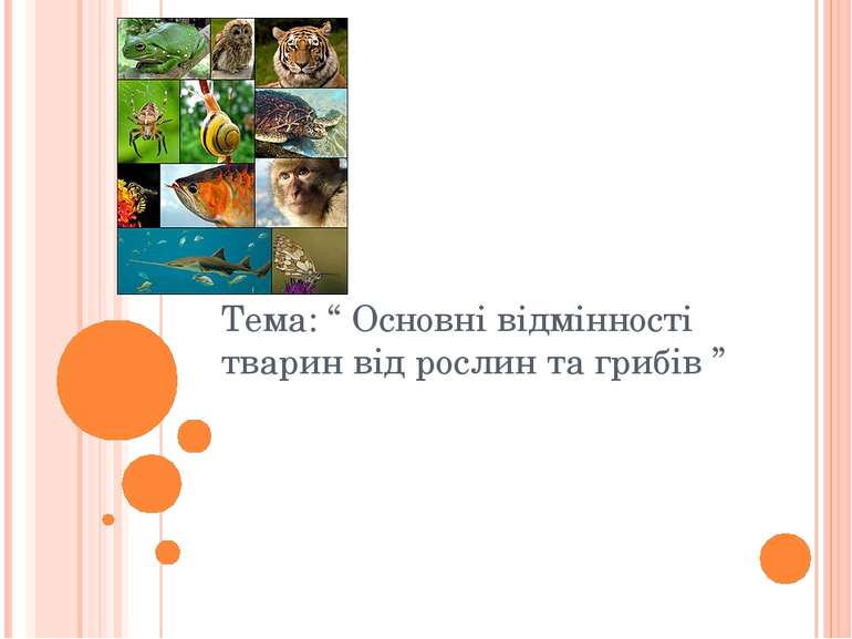 Тема: “ Основні відмінності тварин від рослин та грибів ”