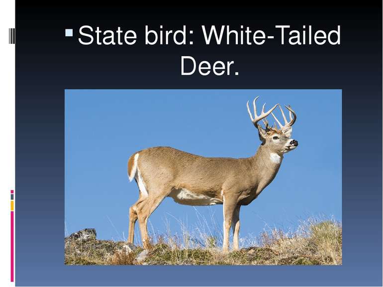 State bird: White-Tailed Deer.