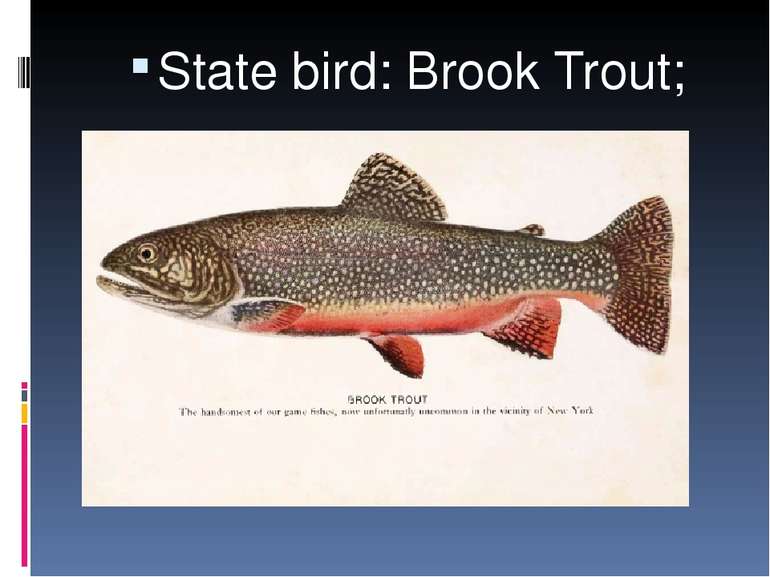 State bird: Brook Trout;
