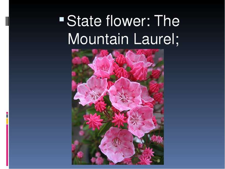 State flower: The Mountain Laurel;