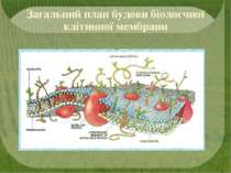 Загальний план будови біологчної клітинної мембрани
