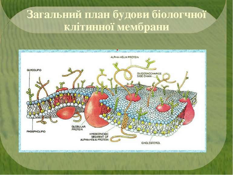 Загальний план будови біологчної клітинної мембрани