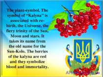 The plant-symbol. The symbol of “Kalyna” is associated with re-birth, the Uni...
