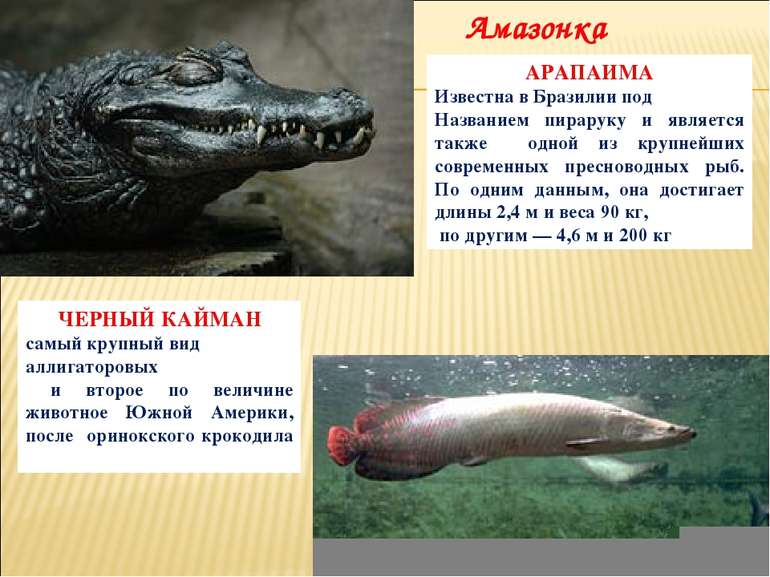 ЧЕРНЫЙ КАЙМАН самый крупный вид аллигаторовых и второе по величине животное Ю...