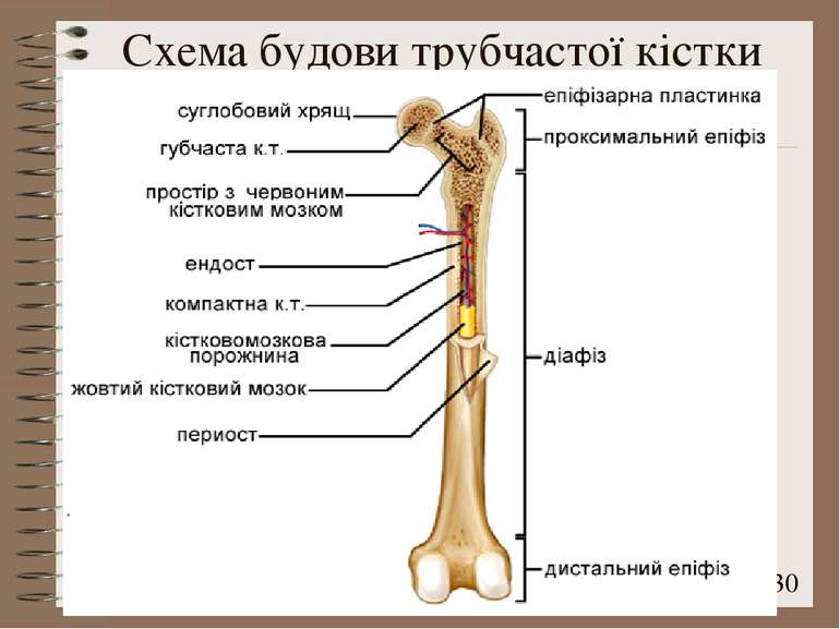 Схема будови трубчастої кістки