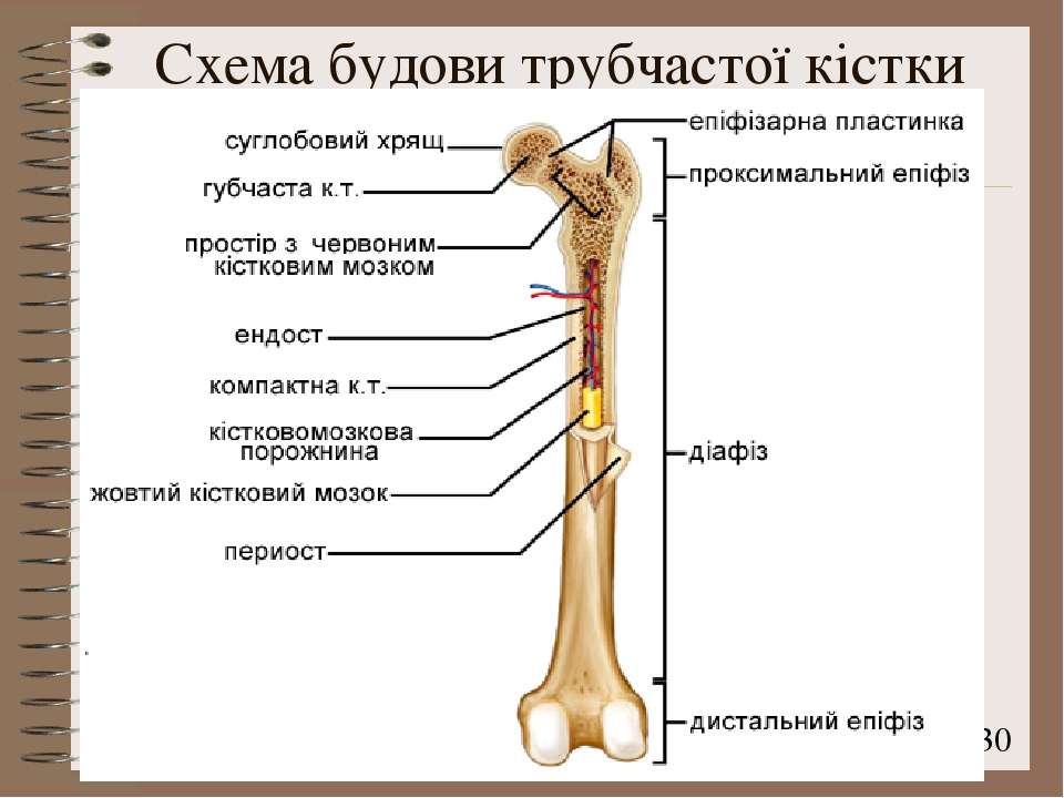 Какое строение имеют кости. Схема строения трубчатой кости. Строение длинной трубчатой кости. Строение трубчатых костей анатомия. Схема длинной трубчатой кости.