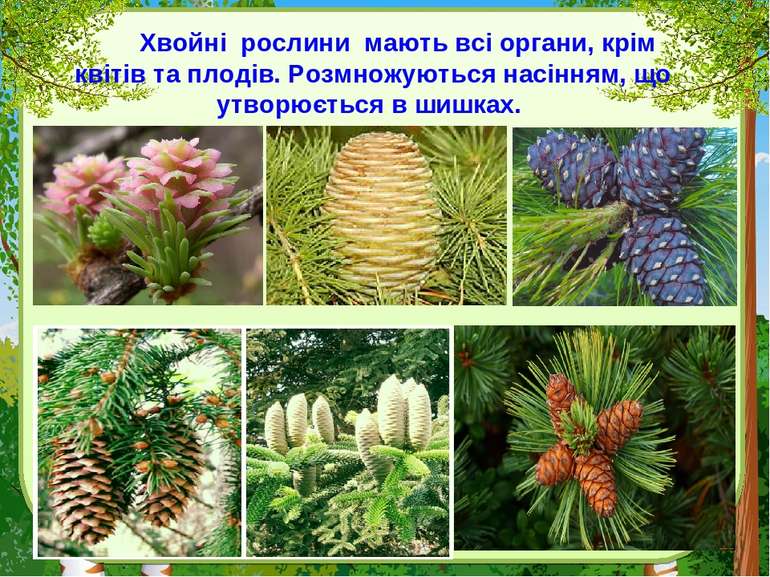 Хвойні рослини мають всі органи, крім квітів та плодів. Розмножуються насіння...