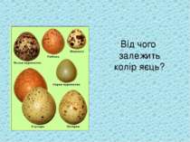 Від чого залежить колір яєць?