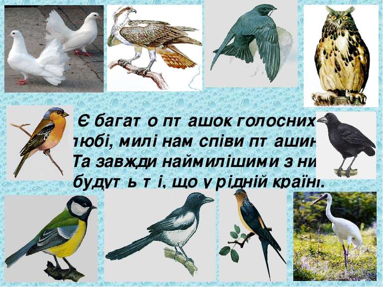 Є багато пташок голосних, любі, милі нам співи пташині. Та завжди наймилішими...